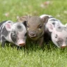 Three_LIttle_Pigs