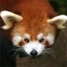 RedPanda